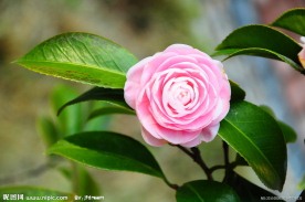 粉红色 山茶花