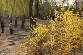 迎春花