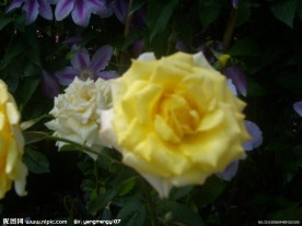 花朝节