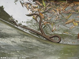 水蛇