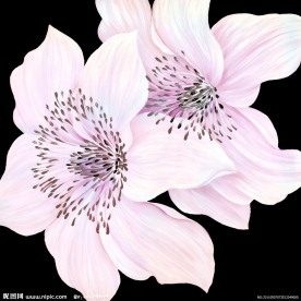 油画花卉