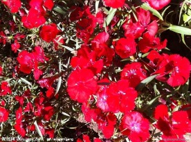 花团锦簇