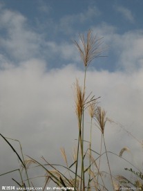 芦苇草