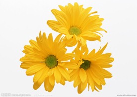 葵花