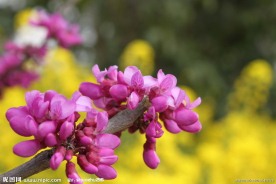 婺源油菜花