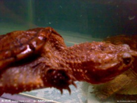 生物海洋