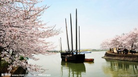 樱花帆船