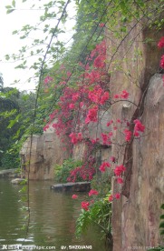 叶子花