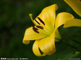 黄色百合花