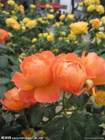 橙色月季花