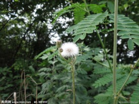山间野花