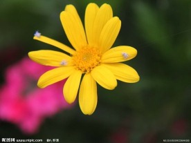 花之絮语