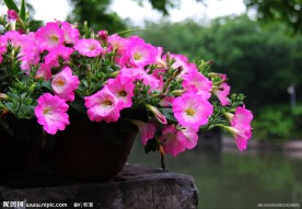 花之絮语