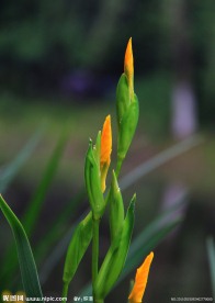 花之絮语