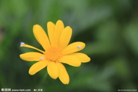 花之絮语