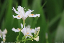 花之絮语