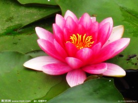 睡莲与蜜蜂
