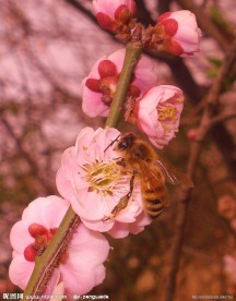 勤劳的蜜蜂