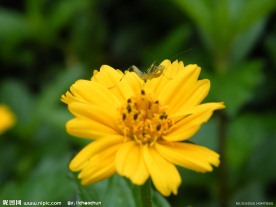 花与螳螂