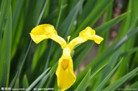 黄花鸢尾
