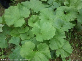 山野菜