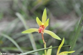 兰草花