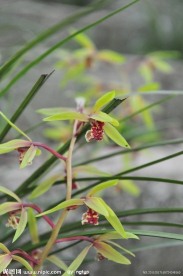 兰草花