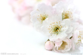 春天的鲜花