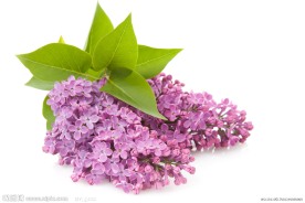 紫色丁香花