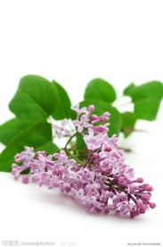 紫色丁香花