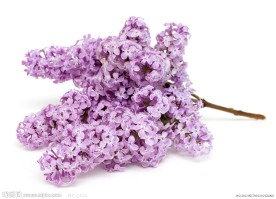 紫色丁香花
