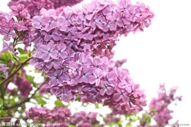紫色丁香花