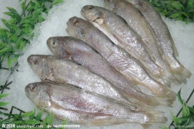 小黄鱼