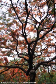 红花树