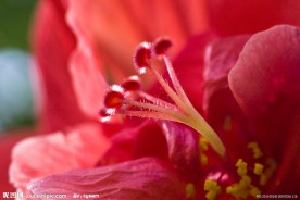 灯笼花