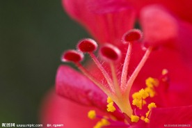 灯笼花