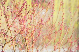 一树红花