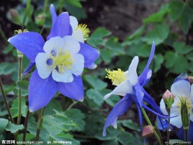 紫花