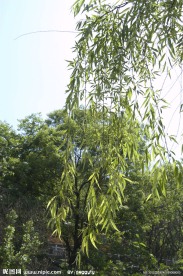 柳枝