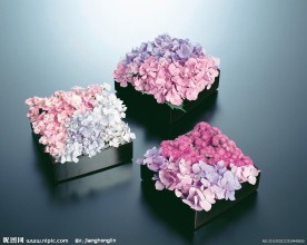 百花争艳