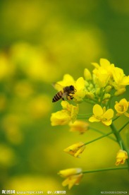 油菜花 蜜蜂