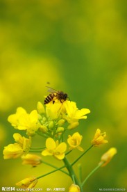 油菜花 蜜蜂