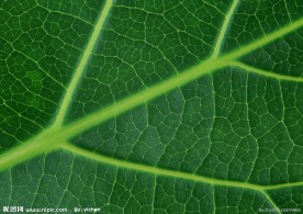 叶子 绿叶子 叶子大图 叶脉