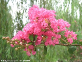 红色的花朵