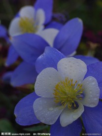 紫花