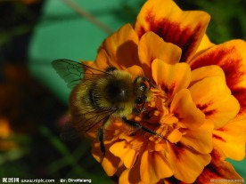 蜜蜂 采蜜