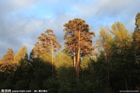 夕阳下的樟子松