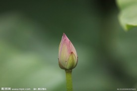 小荷尖尖