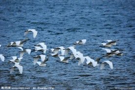 鹭群飞过湖面