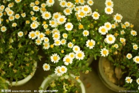 小花盆